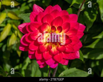 Fleur unique rouge vif et jaune de Dahlia 'Kilburn Glow' en août, Derbyshire, Angleterre, Royaume-Uni Banque D'Images