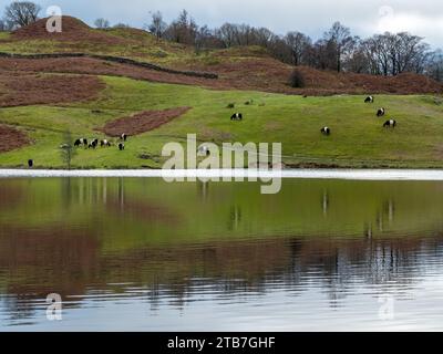 Un troupeau de bovins Belted Galloway noirs et blancs paissant sur les rives herbeuses de Tarn Hows dans le district anglais des lacs, Angleterre, Royaume-Uni Banque D'Images