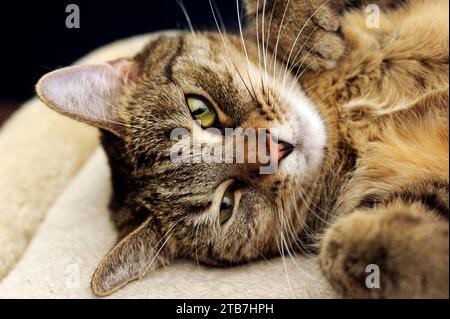 Portrait d'un chat tigré Banque D'Images