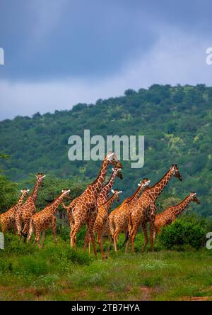Troupeau de girafes réticulées (Giraffa camelopardalis reticulata), comté de Samburu, réserve nationale de Samburu, Kenya Banque D'Images