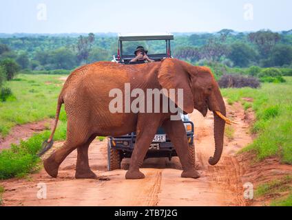 Éléphant passant devant une voiture de tourisme, comté de Samburu, réserve nationale de Samburu, Kenya Banque D'Images