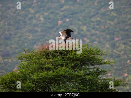 Oiseau secrétaire débarquant sur son nid, comté de Samburu, réserve nationale de Samburu, Kenya Banque D'Images