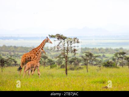 Girafe réticulée mère et bébé (Giraffa camelopardalis reticulata), comté de Samburu, réserve nationale de Samburu, Kenya Banque D'Images