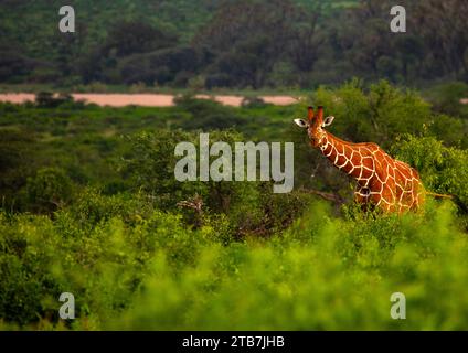 Girafe réticulée (Giraffa camelopardalis reticulata), comté de Samburu, réserve nationale de Samburu, Kenya Banque D'Images