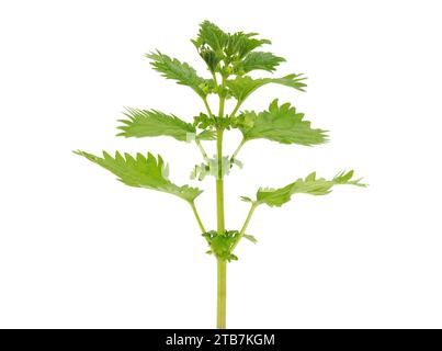 Petite ortie isolée sur fond blanc, Urtica urens Banque D'Images