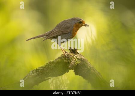 Un Robin européen est assis élégamment sur une branche, entouré d'une forêt verdoyante douce en toile de fond, soulignant la beauté de la nature. Banque D'Images
