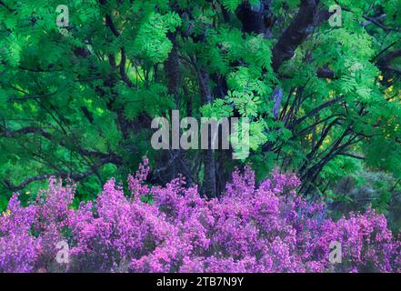 Une scène idyllique d'une forêt luxuriante avec un feuillage vert vif au sommet de troncs sombres et de fleurs sauvages violettes vives en fleurs Banque D'Images