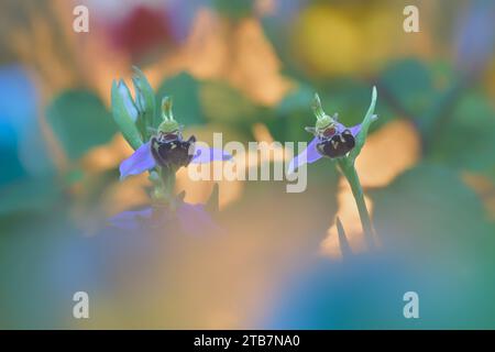 Deux fleurs d'orchidée d'abeille émanent de charme car elles se distinguent avec un fond multicolore de rêve et flou dans un environnement naturel serein Banque D'Images