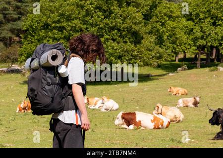 Vue de côté personne méconnaissable avec un sac à dos debout dans un champ observant un groupe de vaches reposant sur l'herbe sous une canopée d'arbres Banque D'Images