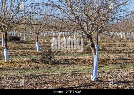 Amandiers dormants avec des gardes d'arbres blancs protecteurs dans un verger d'hiver en Castilla la Mancha Banque D'Images
