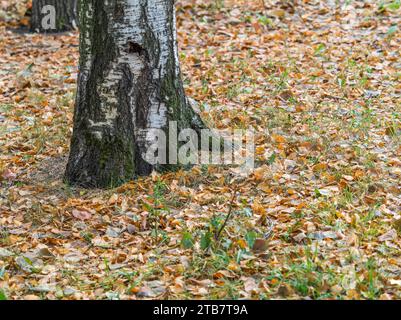 Bouleaux en forêt d'automne avec des feuilles jaunes sur le sol. Arrière-plan motley calme avec des birches d'automne, troncs noirs et blancs, feuillage jaune, lea Banque D'Images