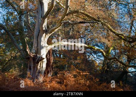 Vieille reine de la forêt arbre de hêtre commun, Fagus sylvatica, en automne dans la New Forest UK Banque D'Images