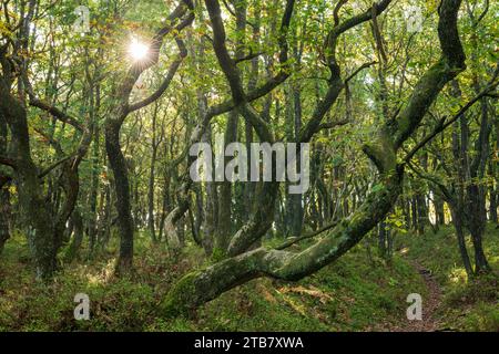 Lumière du soleil à travers des arbres à feuilles caduques tordus à Dead Woman's Ditch dans les Quantock Hills, Somerset, Angleterre. Automne (octobre) 2022. Banque D'Images