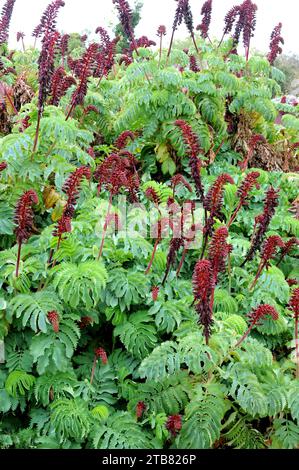 La fleur de miel géante (Melianthus major) est un arbuste à feuilles persistantes endémique en Afrique du Sud. Banque D'Images