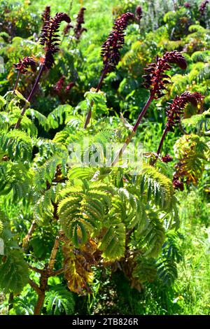 La fleur de miel géante (Melianthus major) est un arbuste à feuilles persistantes endémique en Afrique du Sud. Banque D'Images