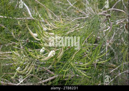 La chenille à myrte-miel (Melaleuca huegelii) est un arbuste endémique du sud-ouest de l'Australie. Détails des inflorescences et des feuilles. Banque D'Images