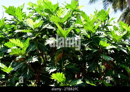 L'arbre à pain (Artocarpus altilis) est un arbre originaire du Pacifique Sud, mais cultivé dans d'autres régions tropicales pour ses fruits comestibles et ses graines. Ce pho Banque D'Images