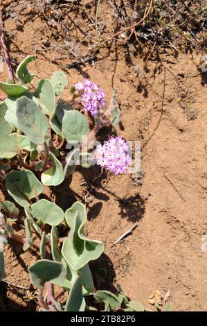 La verveine de sable rose (Abronia umbellata) est une plante vivace prostrée originaire de l'ouest de l'Amérique du Nord. Cette photo a été prise à Torrey Pines Natural Rese Banque D'Images