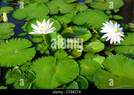 le lotus blanc égyptien ou lotus blanc (Nymphaea lotus) est une plante aquatique originaire de l'Afrique de l'est et de l'Asie du Sud-est. Cette photo a été prise en Thaïlande Banque D'Images