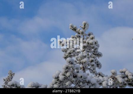 un pin couvert de neige. ciel bleu et soleil Banque D'Images