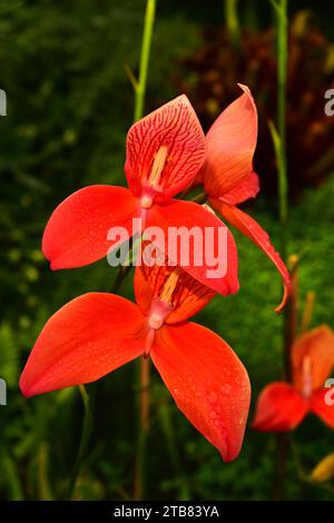 Pride of Table Mountain ou Red disa (DISA uniflora) est une orchidée originaire d'Afrique du Sud. Banque D'Images