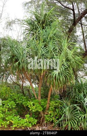 Screwpine (Pandanus utilis) est un arbuste originaire de Madagascar mais naturalisé dans d'autres régions tropicales. Cette photo a été prise à Phuket, en Thaïlande. Banque D'Images