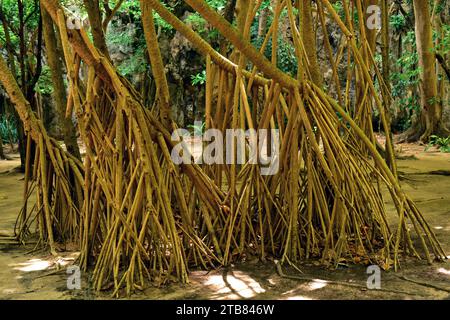 Le pin ponton (Pandanus utilis) est un arbuste originaire de Madagascar mais naturalisé dans d'autres régions tropicales. Cette photo a été prise à Phi Phi Island, Phuket Banque D'Images