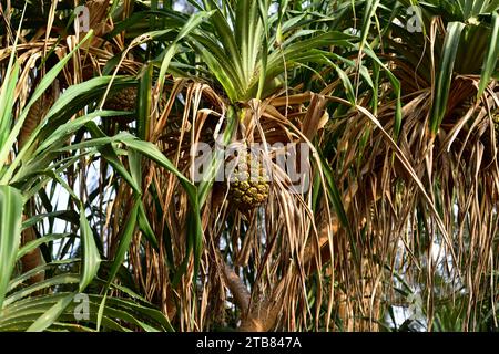 Screwpine (Pandanus utilis) est un arbuste originaire de Madagascar mais naturalisé dans d'autres régions tropicales. Ses fruits sont comestibles et ses feuilles sont utilisées Banque D'Images