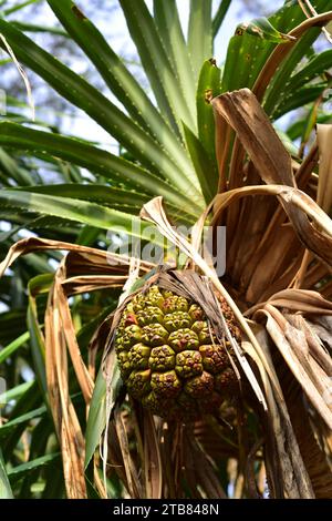 Screwpine (Pandanus utilis) est un arbuste originaire de Madagascar mais naturalisé dans d'autres régions tropicales. Ses fruits sont comestibles et ses feuilles sont utilisées Banque D'Images