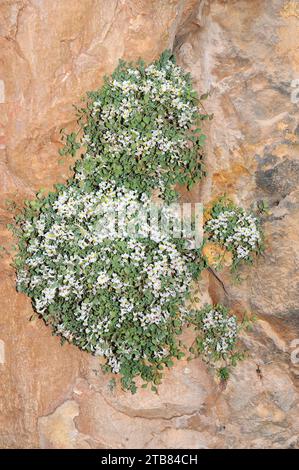 Le zapatitos de la Virgen (Sarcocapnos enneaphylla) est une plante herbacée vivace originaire de l'est de l'Espagne et de l'Afrique du Nord. Cette photo a été prise à Conca de Barber Banque D'Images