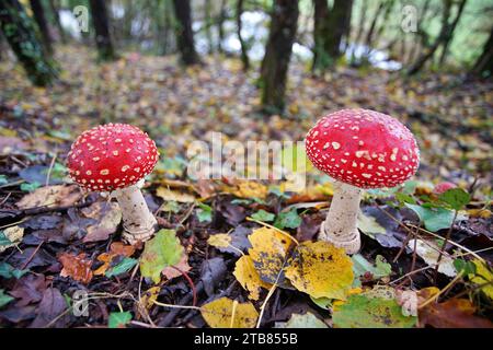 Mouchez les champignons agariques dans la Forêt nationale du Périgord Sud-Ouest Dordogne France à l'automne. Banque D'Images