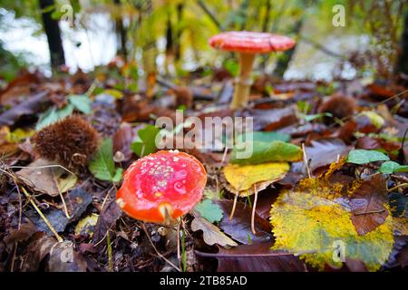 Mouchez les champignons agariques dans la Forêt nationale du Périgord Sud-Ouest Dordogne France à l'automne. Banque D'Images