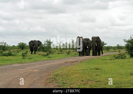 Groupe de quatre éléphants taureaux pris de loin sur un chemin de terre dans le parc national Kruger, en Afrique du Sud, une véritable destination touristique pour voir la faune à son Banque D'Images