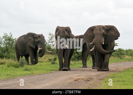 Groupe de quatre éléphants taureaux pris de près sur un chemin de terre dans le parc national Kruger, en Afrique du Sud, une véritable destination touristique pour voir la faune à son bes Banque D'Images