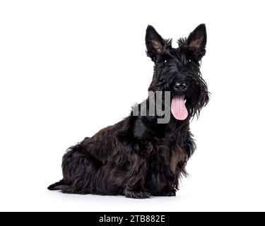 Adorable jeune chien écossais Terrier noir solide, assis sur le côté. Oreilles éracées, langue sortie et regard vers la caméra. Isolé sur un backgro blanc Banque D'Images