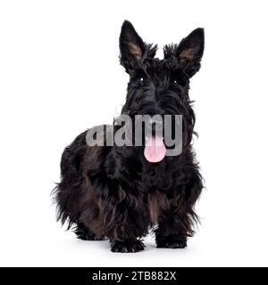 Adorable jeune chien écossais Terrier noir solide, debout face à l'avant. Oreilles éracées, langue sortie et regard vers la caméra. Isolé sur un bac blanc Banque D'Images