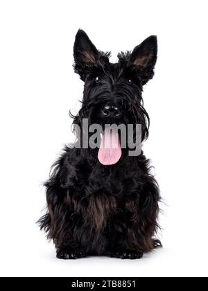 Adorable jeune chien écossais Terrier noir solide, assis face à l'avant. Oreilles éracées, langue sortie et regard vers la caméra. Isolé sur un dos blanc Banque D'Images