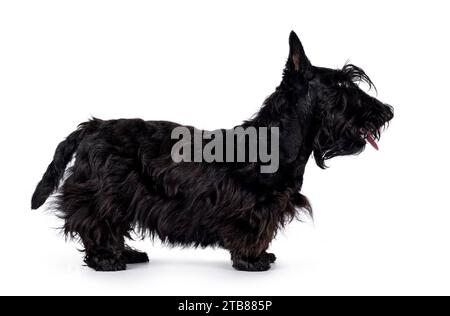 Adorable jeune chien écossais Terrier noir solide, debout sur le côté. Oreilles éractées, bouche fermée et regardant loin de la caméra montrant le profil. Isoler Banque D'Images