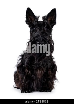 Adorable jeune chien écossais Terrier noir solide, assis face à l'avant. Oreilles éractées, bouche fermée et regardant vers la caméra. Isolé sur un bac blanc Banque D'Images