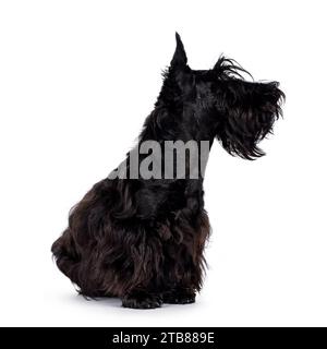 Adorable jeune chien écossais Terrier noir solide, assis sur le côté. Oreilles éractées, bouche fermée et regardant loin de la caméra montrant le profil. Isolé Banque D'Images