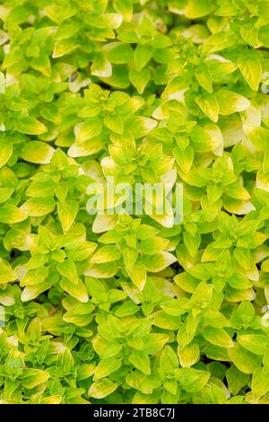 marjolaine dorée, Origanum vulgare aureum, feuilles aromatiques de couleur dorée Banque D'Images