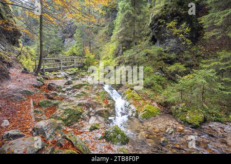 Une passerelle en bois au-dessus d'un ruisseau dans la forêt d'automne. Le parc national de Mala Fatra en Slovaquie, Europe. Banque D'Images