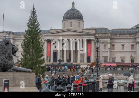 Trafalgar Square, Londres, Royaume-Uni. 5 décembre 2023. L'arbre de Noël norvégien érigé mais non décoré à Trafalgar Square devant la National Gallery. L'arbre est un cadeau annuel de la Norvège pour remercier la Grande-Bretagne pour son soutien pendant la guerre mondiale 2 et, cette année, se dresse à 20m de haut. Crédit : Malcolm Park/Alamy Live News Banque D'Images