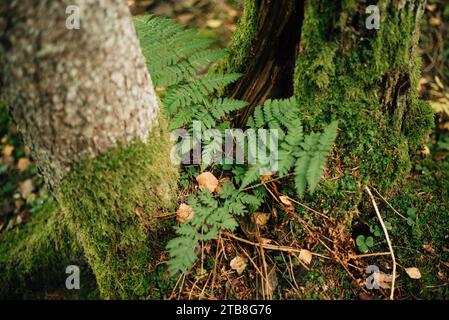 fern feuilles dans la forêt parmi les arbres Banque D'Images