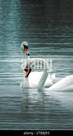 Muet Swan pair à la recherche de nourriture Banque D'Images