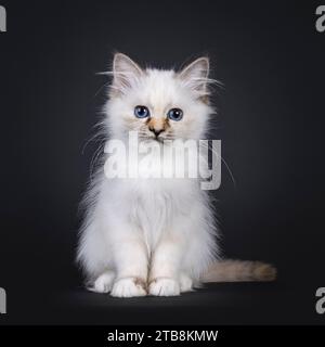 Adorable tortie Sacred Birman chat chaton, assis face à l'avant. Regarder directement à la caméra avec les yeux bleus. Isolé sur fond noir. Banque D'Images