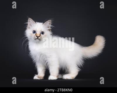 Adorable tortie Sacred Birman chat chaton, debout sur le côté. Regarder directement à la caméra avec les yeux bleus. Isolé sur fond noir. Banque D'Images