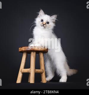 Adorable tortie Sacred Birman chat chaton, debout côtés avec des pattes avant sur un petit tabouret en bois. Regarder directement à la caméra avec les yeux bleus. Isolat Banque D'Images