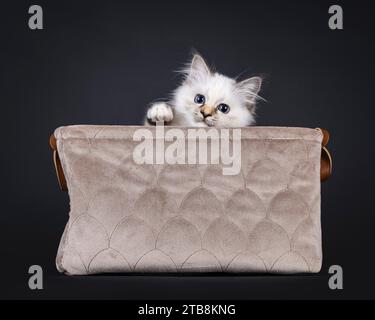 Adorable tortie Sacred Birman chat chaton, assis dans un panier en velours brun. Regarder directement à la caméra avec les yeux bleus. Isolé sur fond noir. Banque D'Images