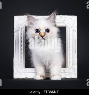 Adorable tortie Sacred Birman chat chaton, debout à travers le cadre photo blanc. Regarder directement à la caméra avec les yeux bleus. Isolé sur un backgro noir Banque D'Images